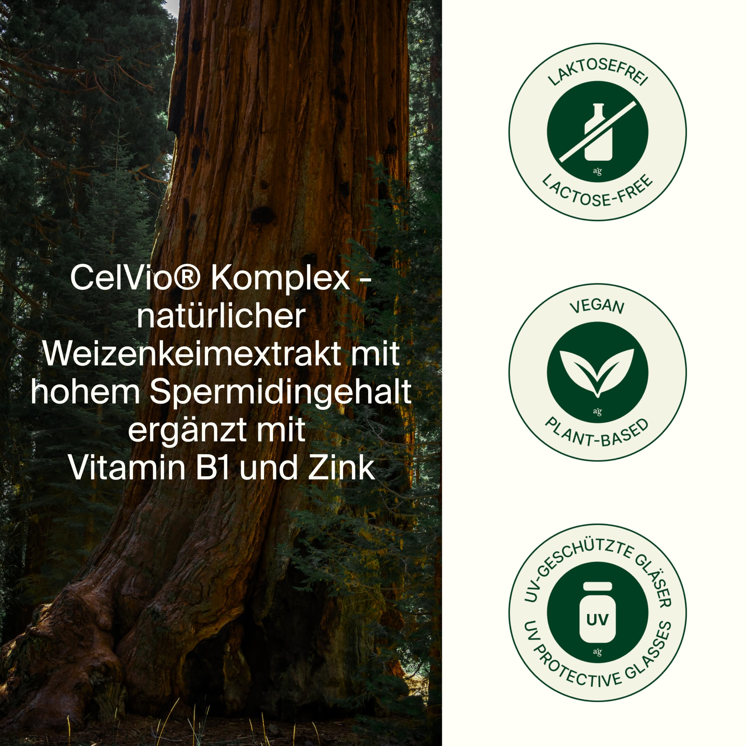 SPERMIDIN – 60 Kapseln mit 2 mg Spermidin pro Tag & CELVIO® Komplex aus Weizenkeimextrakt, Zink & Vitamin B1 | Unterstützt Zellschutz, Energie & geistige Leistung | Hochwertige Longevity-Formel, vegan