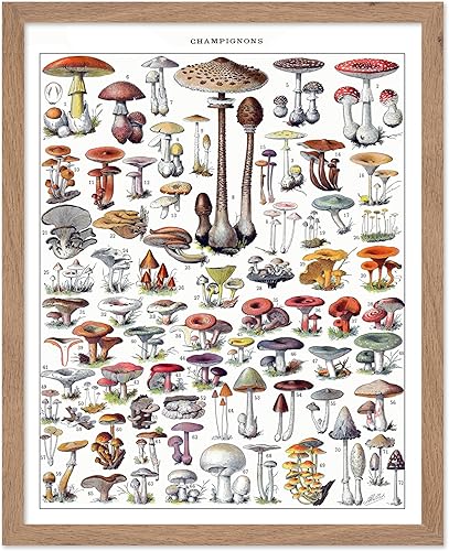 Miniatura 282 de Poster Master Póster vintage de orquídea, estampado de flores retro, arte de pared de plantas exóticas, arte botánico, regalo para hombres y