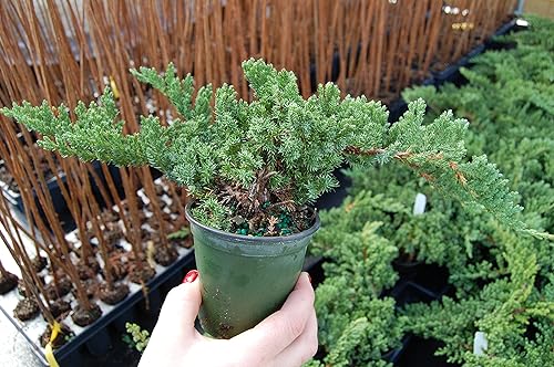 Miniatura 4 de Growers Solution - Juniperus procumbens 'Nana' de jardín japonés enano - Maceta de 4 pulgadas - Planta de hoja perenne saludable - Planta ideal para