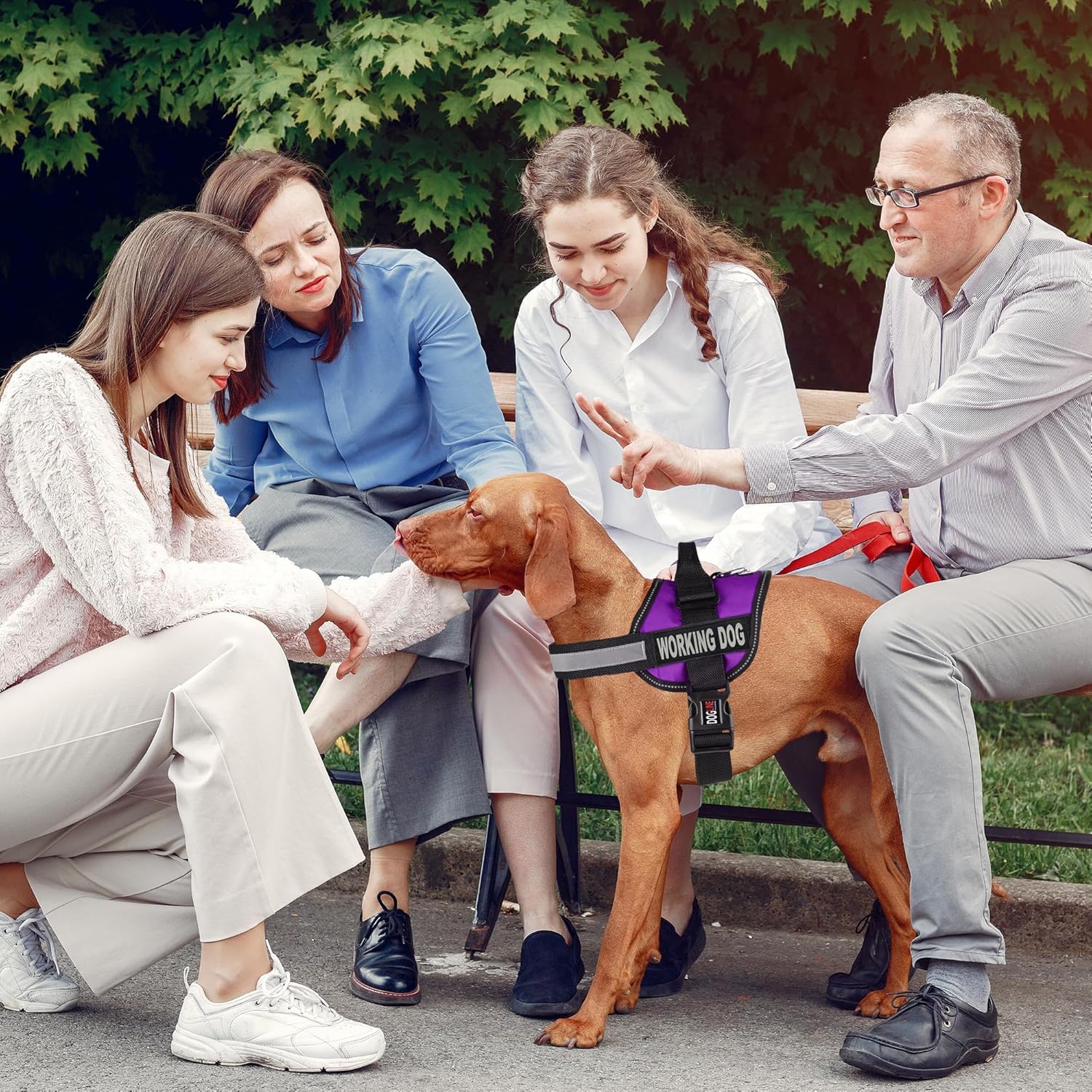 Dogline Unimax Dog Harness Vest with Working Dog Patches Adjustable Straps Breathable Neoprene for Identification Training Dogs Girth 22 to 30 in Purple