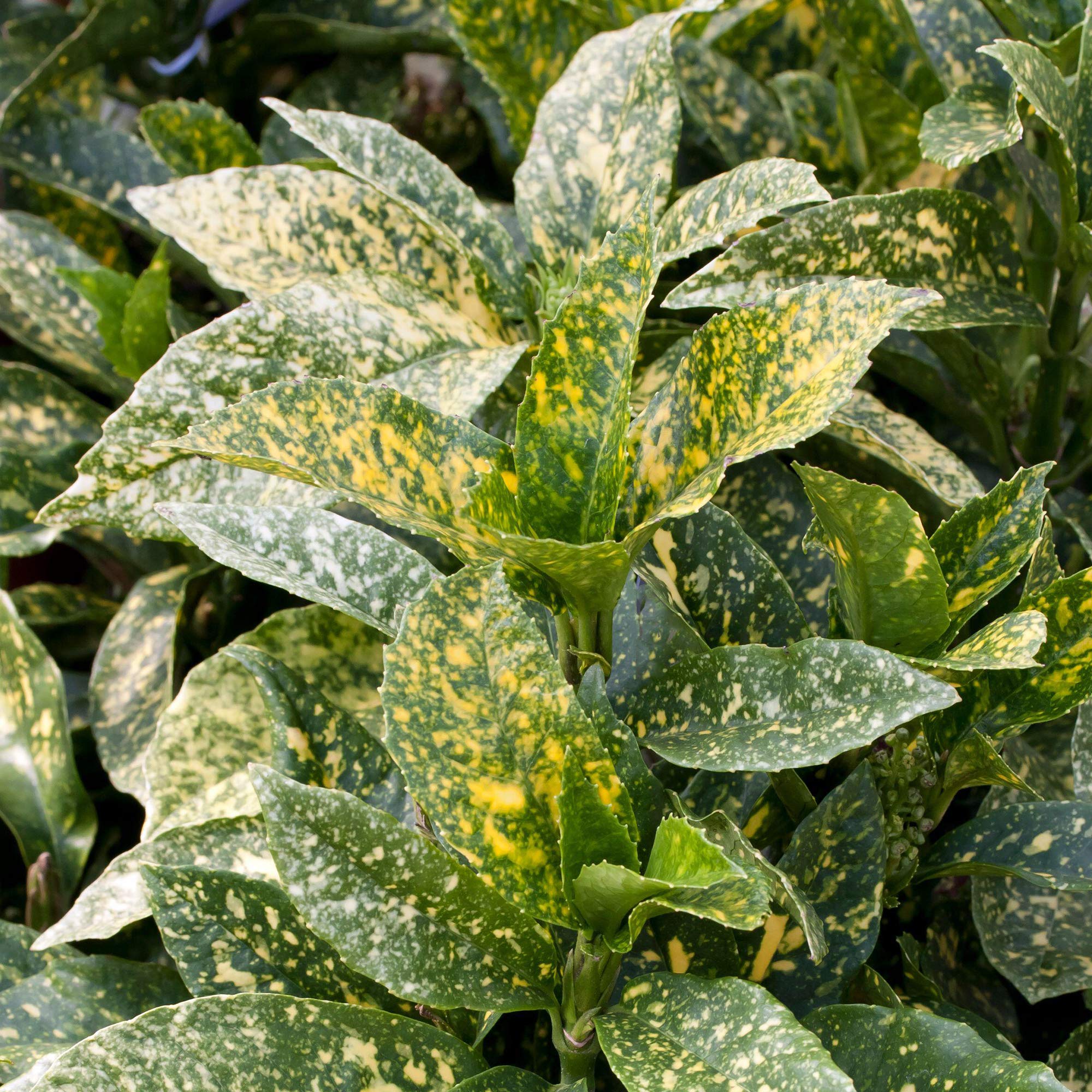 Sponsored Ad – Aucuba Mr Goldstrike - Japanese Laurel | Evergreen Bushy Potted Garden Shrub (15-30cm Incl. Pot)