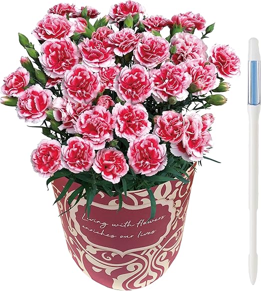 Amazon Amazon限定ブランド 花のギフト社 母の日 カーネーション いちごホイップ 鉢植え 花 花鉢 花 観葉植物 フラワーギフト オンライン通販