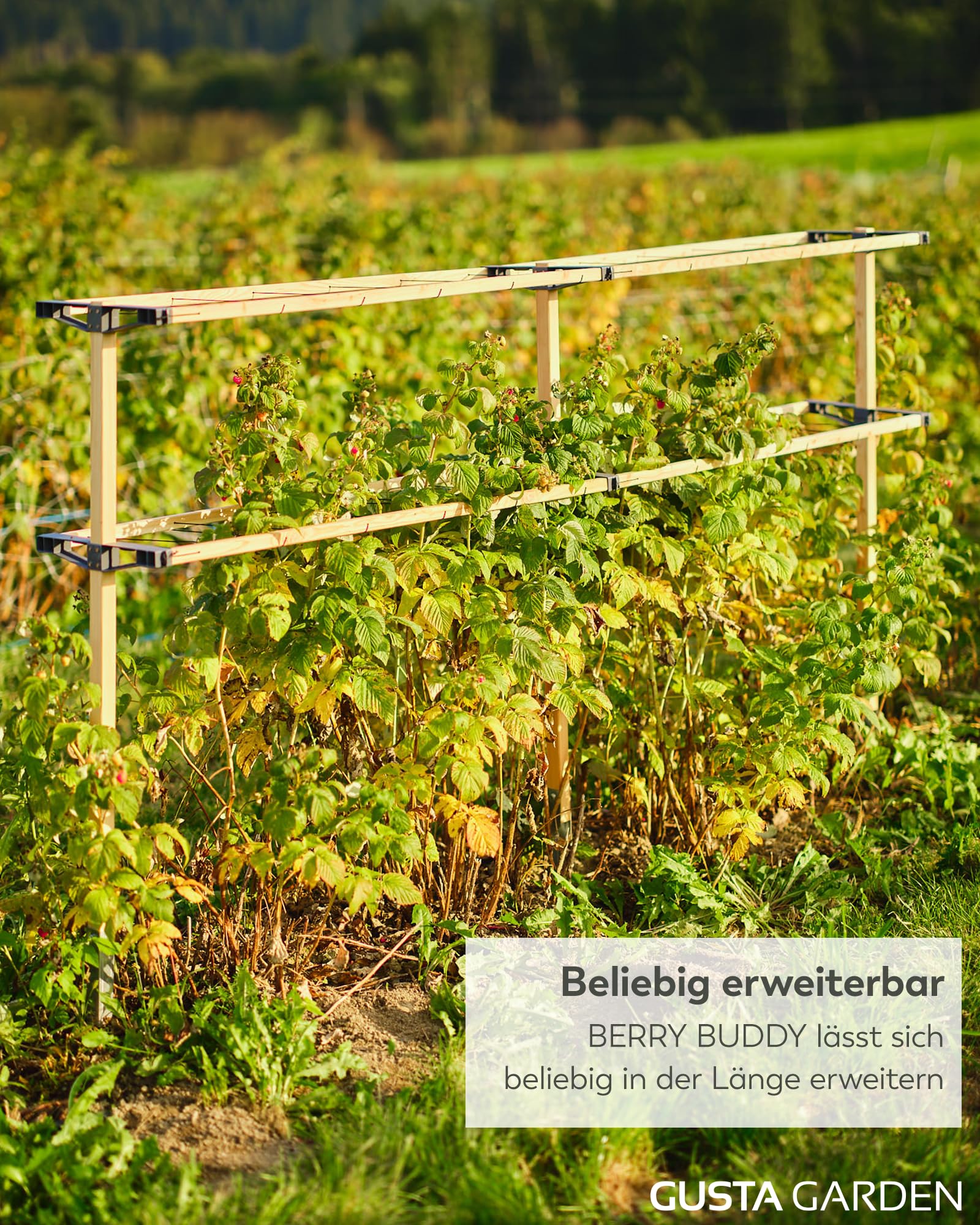 Gusta Garden Berry Buddy - Elastyczna podpora dla roślin pnących: maliny, jeżyny i borówki, rozszerzalna, wyprodukowana w UE, kratka z drewna (120 cm)