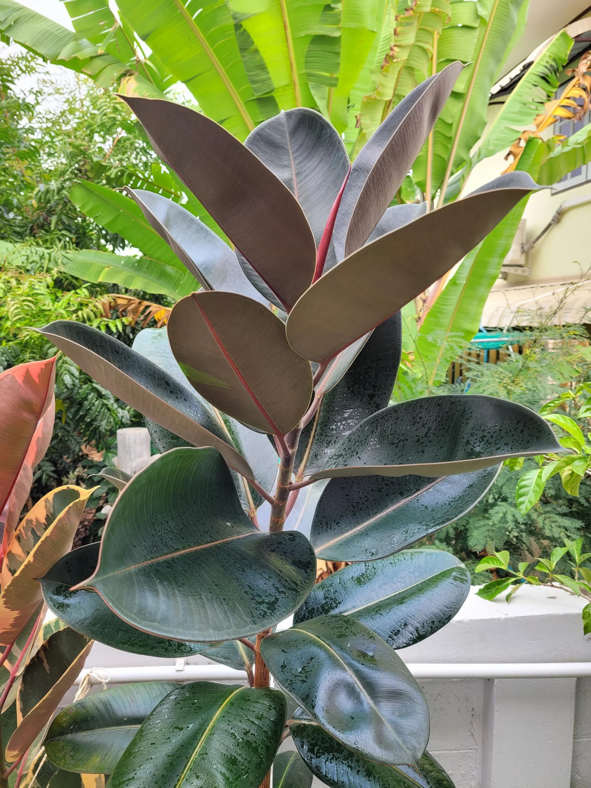 Ficus Elastica/Rubber Plant Live | Natural Air Purifier Indoor Plant | Decorative Plant for Home, Office, Bedroom & Balcony | 1 Healthy Live Plant-image-16
