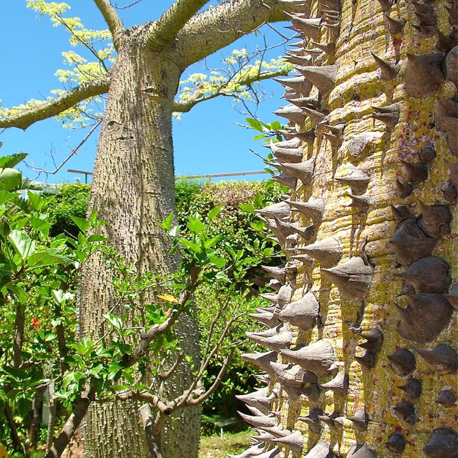 CHUXAY GARDEN 20 semillas Ceiba Speciosa, árbol de seda de hilo dental ...