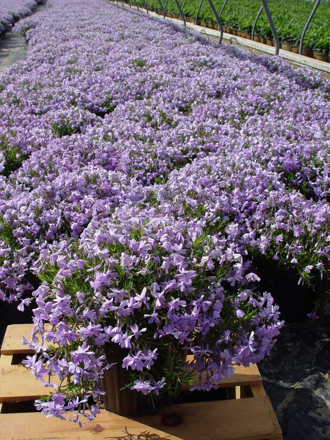 Phlox subulata 'Emerald Blue' (Moss Phlox) Perennial, blue flowers, 1 - Size Container