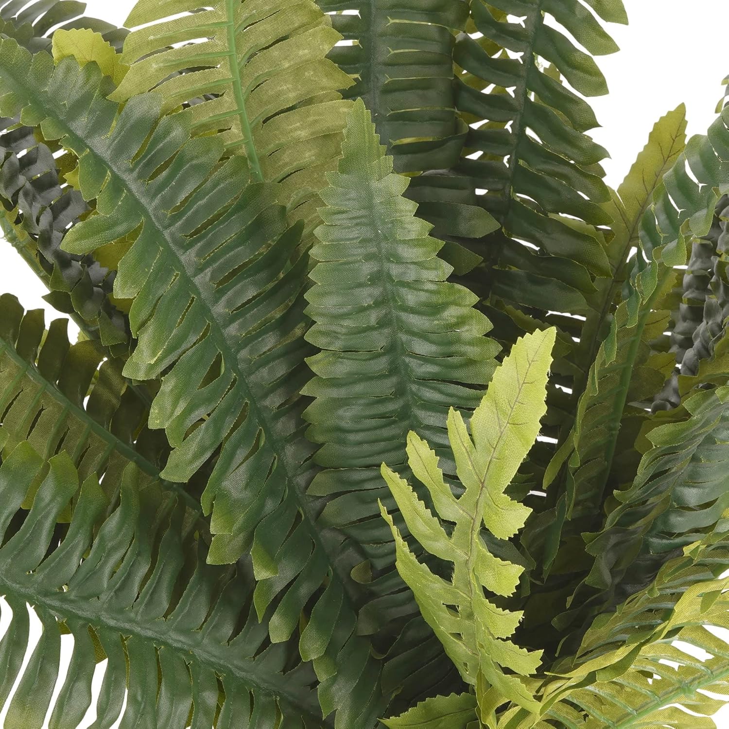 Ashland Boston Fern Bush Fern Collection