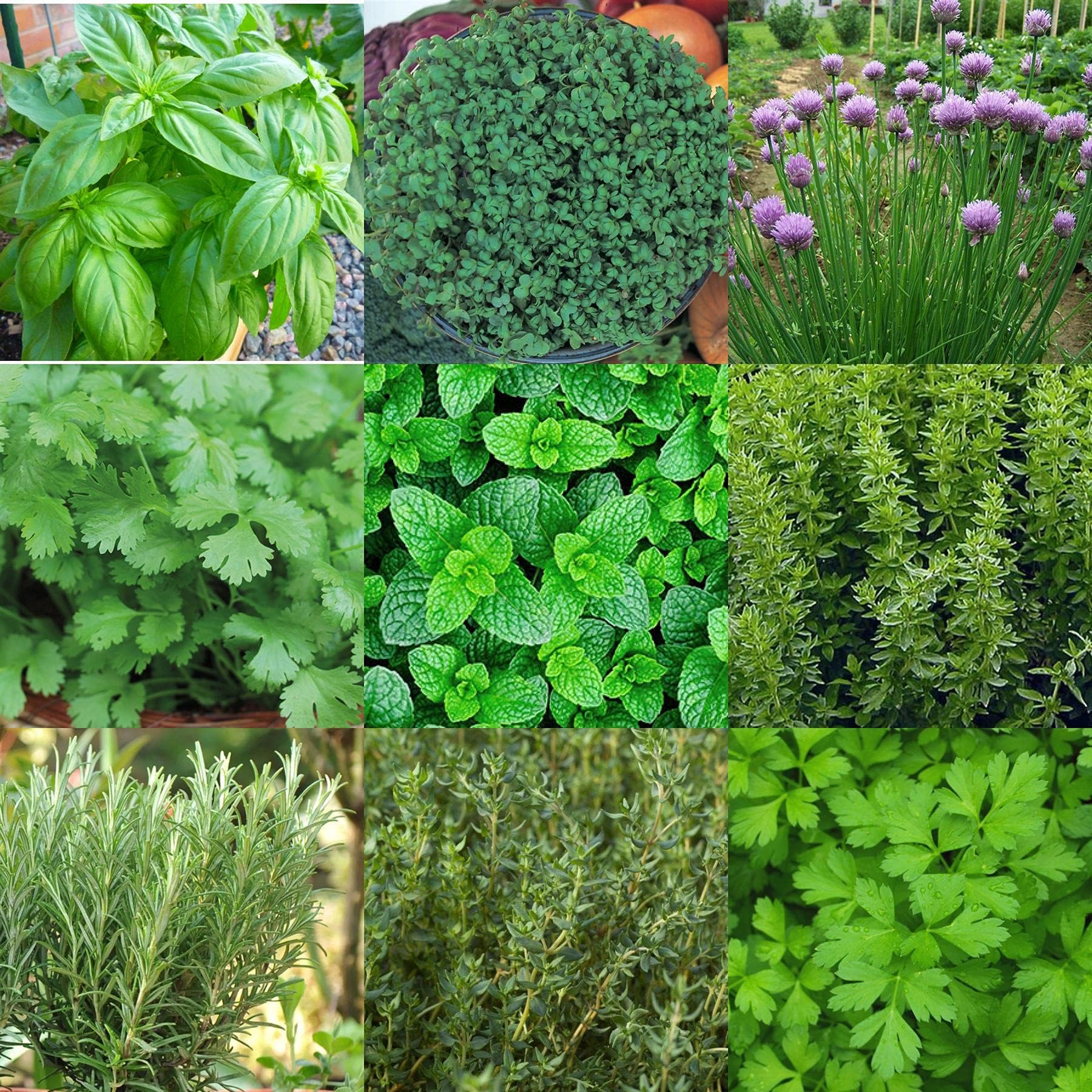 Kitchen Herb Seed Pack 10 Varieties of Herbs Grow Your Own Herbs and Spices Indoor Plant Seeds Simply Garden Basil Chives Coriander Mint Oregano Rosemary Thyme Parsley Lemon Grass