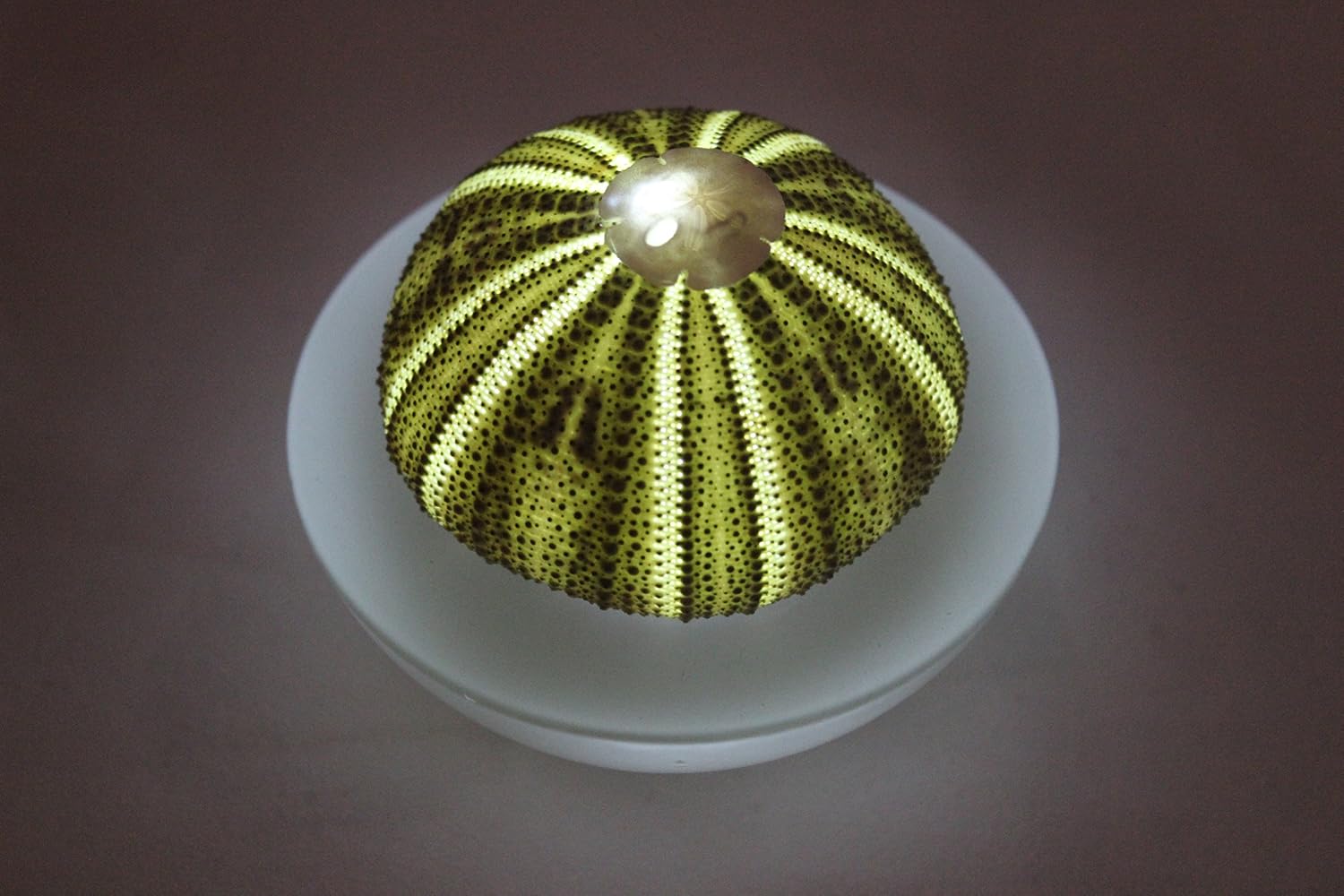 SeaThingz Flameless Candles - Real Sea Urchin Night Light - LED Battery Operated Tealight for Elegant Coastal Home Decor