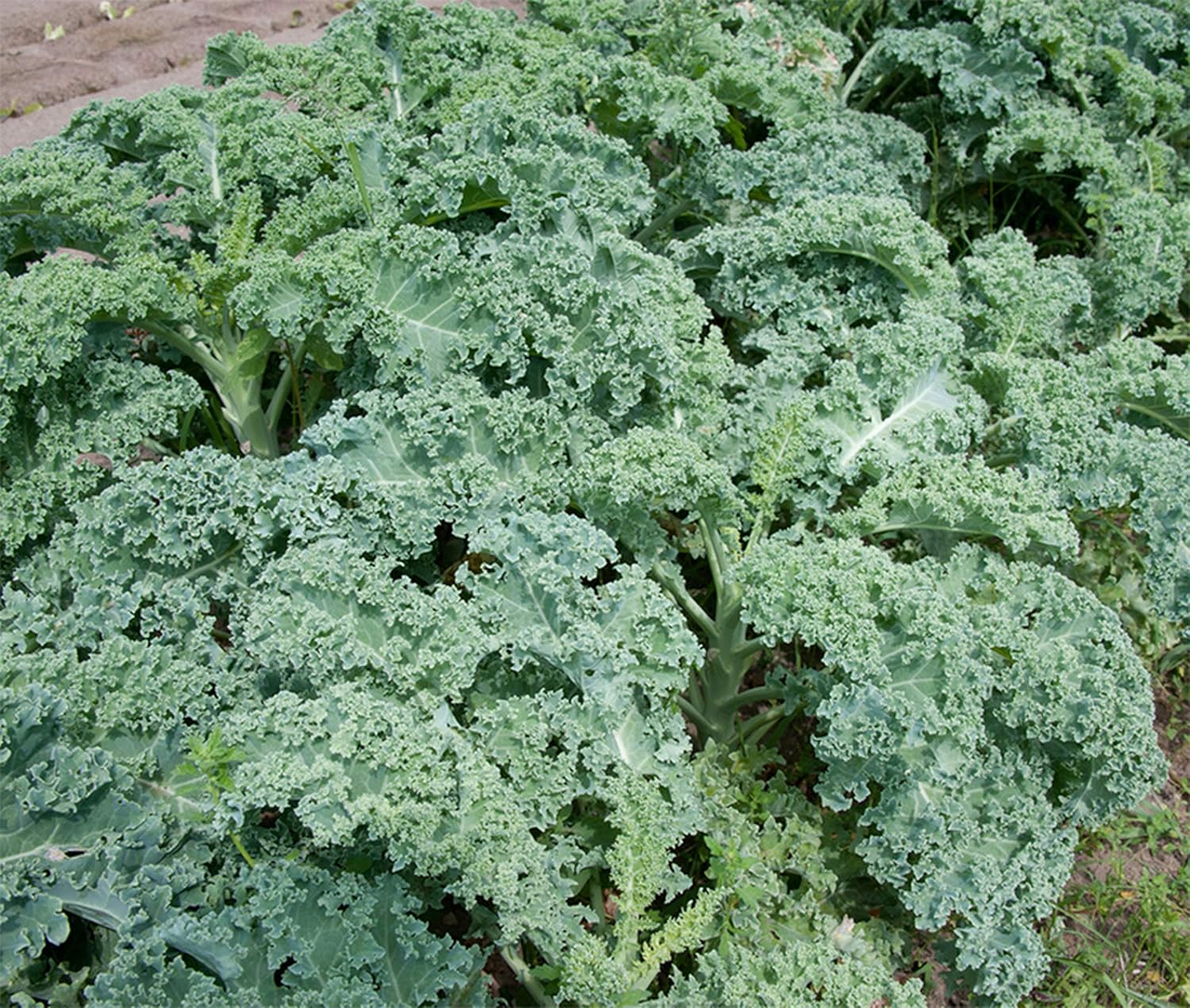 Amazon Co Jp カーリーケールジュリアーノの苗 3個セット 野菜苗9cmポット 3個セット 1月から3月が植え時 サラダだけでなく 煮込んでも炒めてもおいしいカーリーケール ブロッコリーよりも手軽に使えて キャベツよりも彩りが良くレタスよりも栄養価が高い