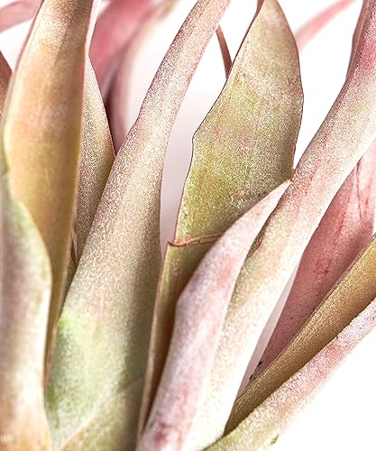 Vista 3 de Shop Suculents - Plantas seleccionadas a mano, variedad de especies, plantas de interior tropicales para decoración del hogar y terrarios