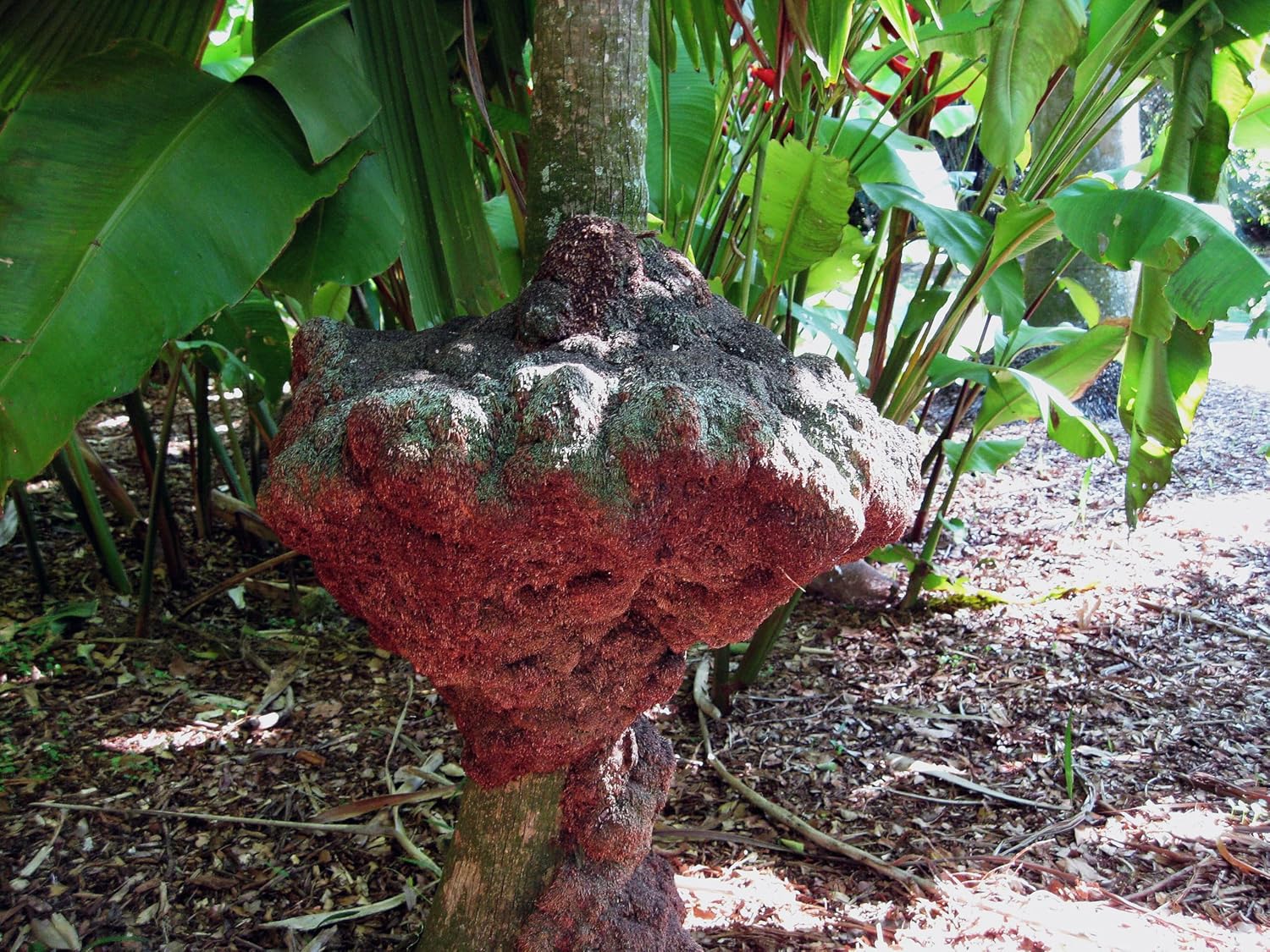 Thrinax Radiata Palm Tree – Florida Thatch Palm Live Tropical Plant, Fan-Leaf Caribbean Palm for Outdoor Landscaping & Coastal Gardens (No Pot) (2, Medium)