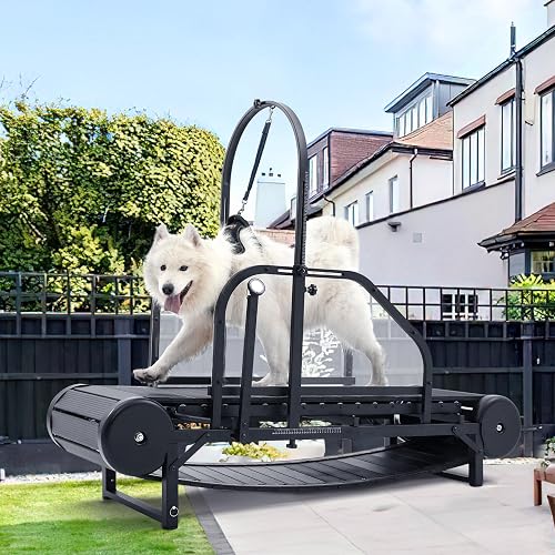 Non-Motorized dog activity