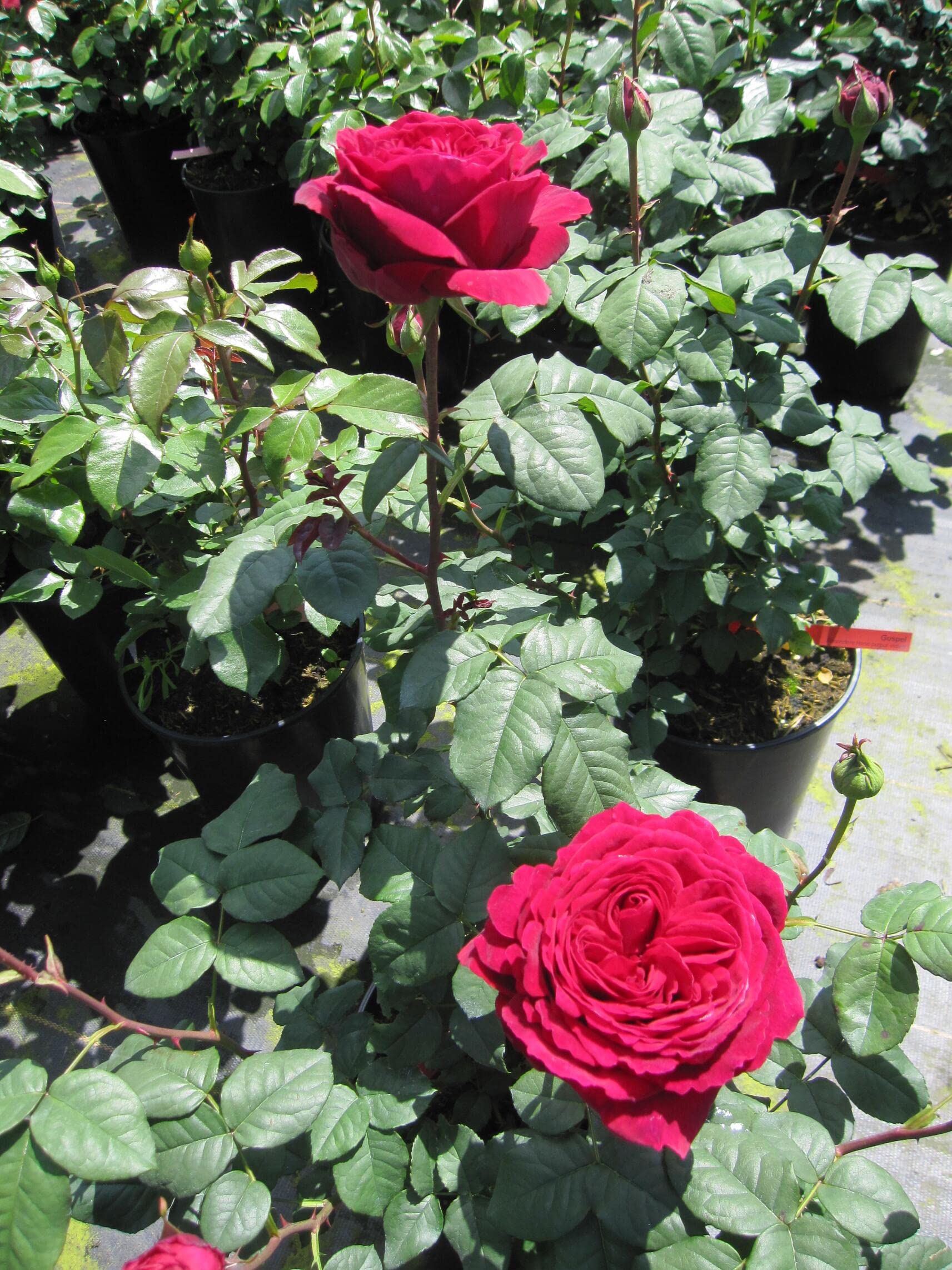 Rosa Gospel® - Beetrose Gospel® - Tantau Rose - mehrfach ausgezeichnet