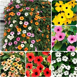 Thunbergia Flower Seed