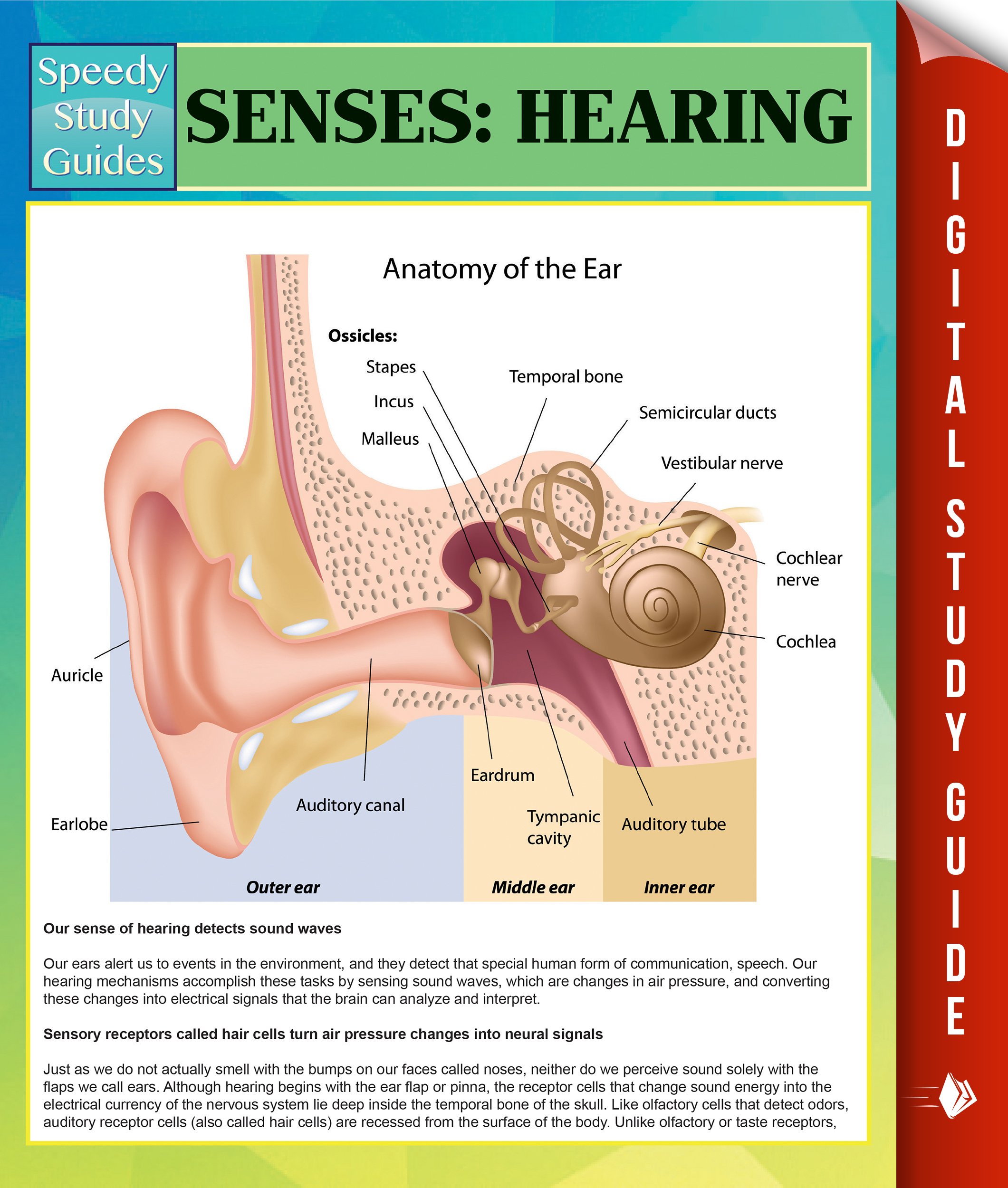 Senses: Hearing Speedy Study Guides (Brain Rules Edition)