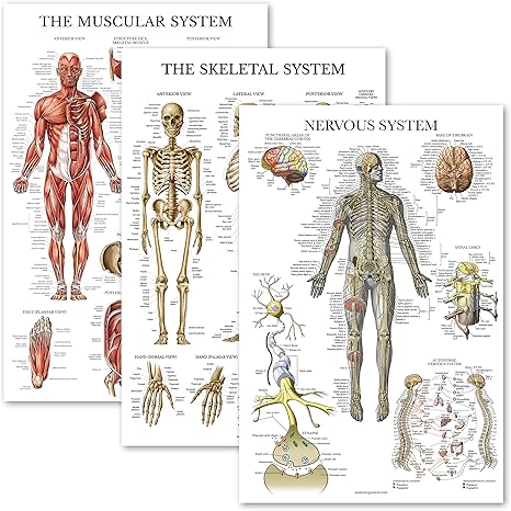 Palace Learning 3 Pack - Muscle + Skeleton + Nervous System Anatomy ...