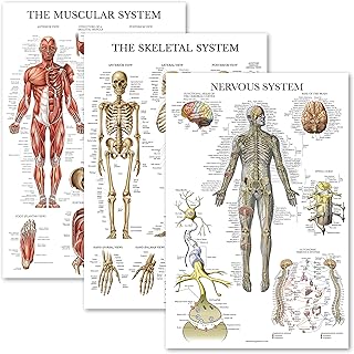 Palace Learning 3 Pack - Muscle + Skeleton + Nervous System Anatomy Poster Set - Muscular and Skeletal System Anatomical Charts - Laminated 18" x 24"