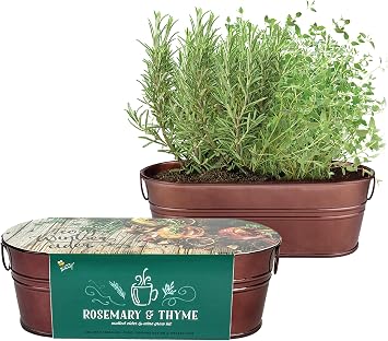 BUZZY Seeds Indoor Herb Garden Kit | Grow Rosemary and Thyme with Non-GMO Seeds | DIY Windowsill Planter Starter Set for Kitchen Countertop, Indoor Gardening, Holiday Gift, Home Decor