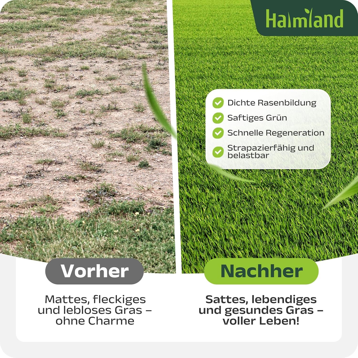 SEHR GUT getestet | Rasensamen schnellkeimend 20kg für 800m² | Sommer Sport und Spiel Rasen | Grassamen trockenresistent für Rasensaat und Nachsaat