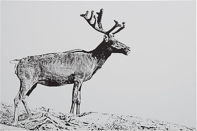 Amazon Brand - Rivet Rivet Black and White Canvas Wall Art Print of Male Deer, 36" x 24" (61 x 91 cm)