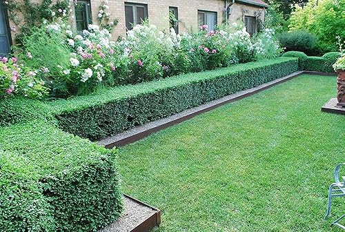Miniatura 4 de Buxus Microphylla - 3 plantas grandes de boj vivas de tamaño de galón - Arbusto formal de hoja perenne de bajo mantenimiento