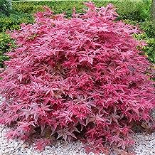 Acer palmatum "Beni Maiko" | Japanese Maple Deciduous Garden Plant Potted Shrub