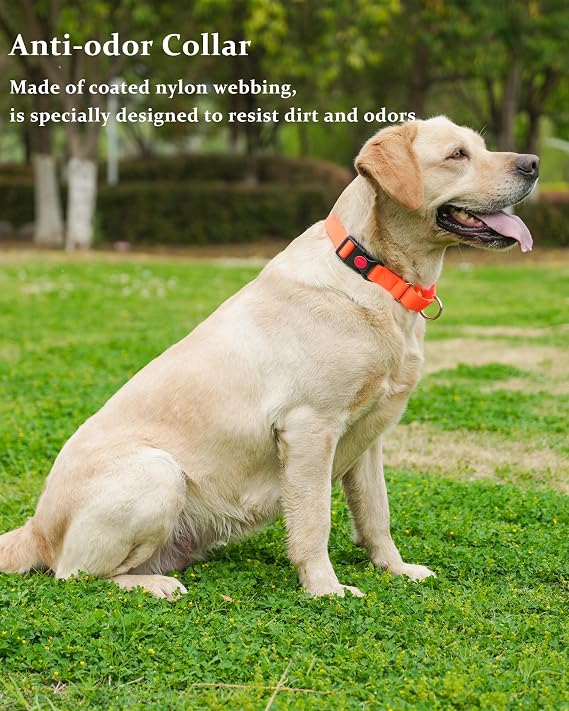 M Martingale Collar with 30FT Leash (Orange)