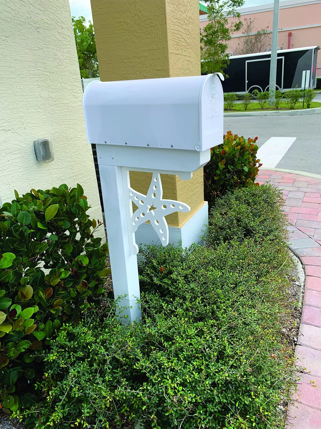 Starfish Bracket. Medium. Long Lasting & Fabulous! 16 X 12 inches