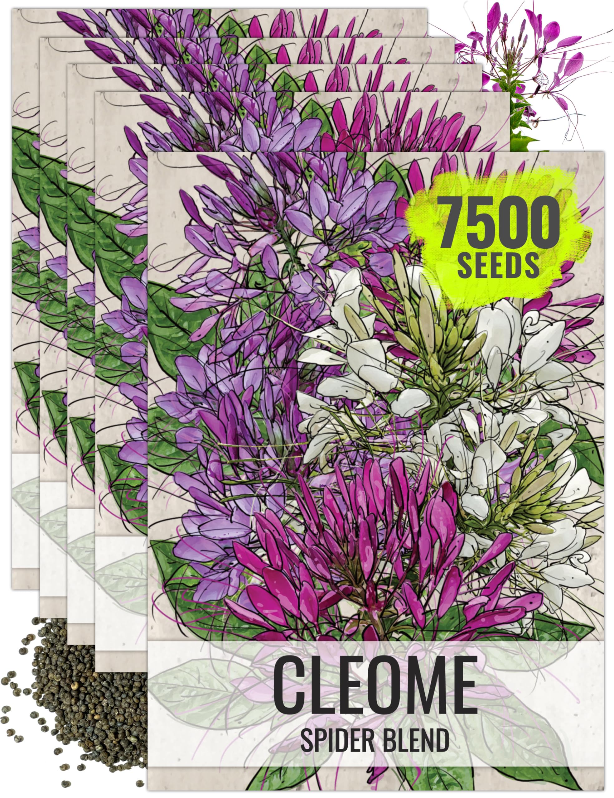 Seed Needs Cleome Seeds 5 Packs