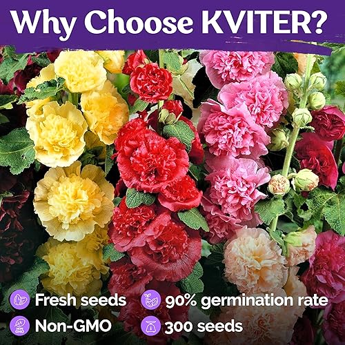 Miniatura 5 de KVITER 300 semillas Chaters Hollyhock para plantar (Alcea rosea), paquete de 2  reliquia  Flores altas  Imán polinizador  Semillas de flores de