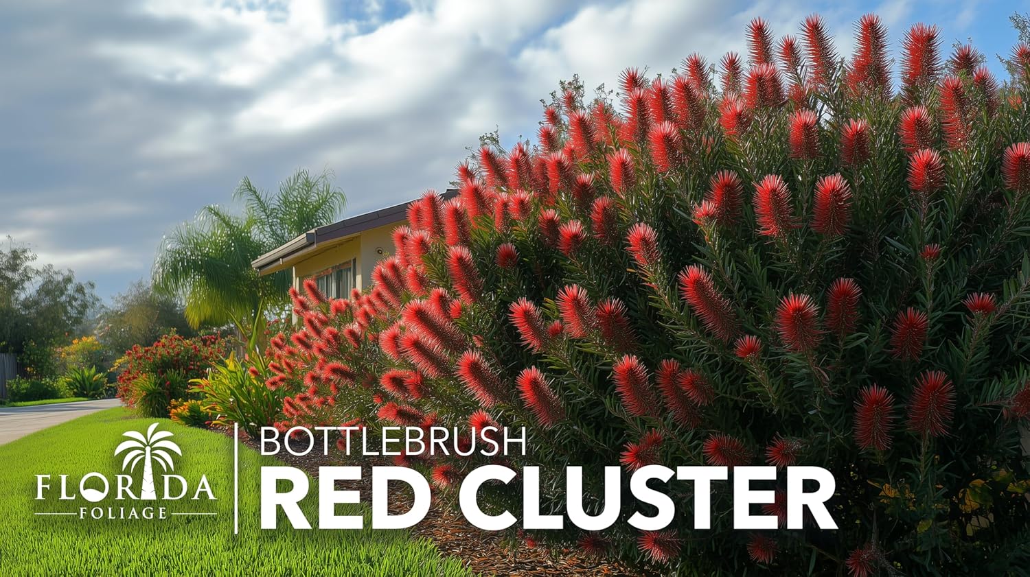 Bottlebrush Red Cluster | 1 Large Trade Gallon Size Plant | Callistemon | Drought Tolerant Shrub, Evergreen Foliage, Vibrant Red Blooms, Low Maintenance Plant, Attracts Hummingbirds, Landscaping