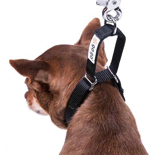 Vista 82 de GoGo Pet Products GoGo - Collar de perro Martingala de 3/8 pulgadas, talla XS, color naranja