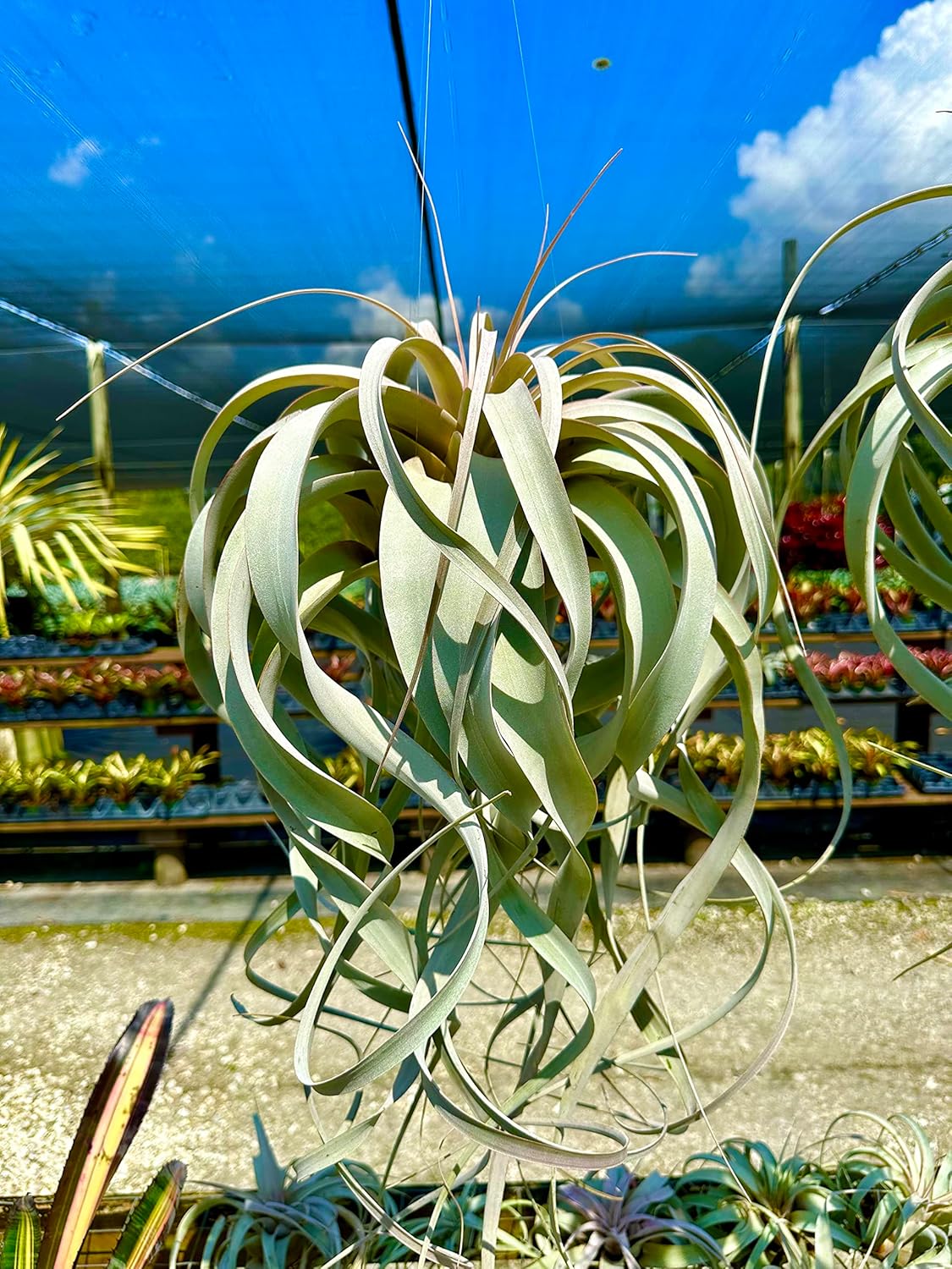 ragnaroc Live Air Plant - Tillandsia Xerographica, Jumbo 6-9” - 2 ct - Ideal for Gifts & Presents, Live Indoor Plants & Live House-Plants – Live Plants for Home décor