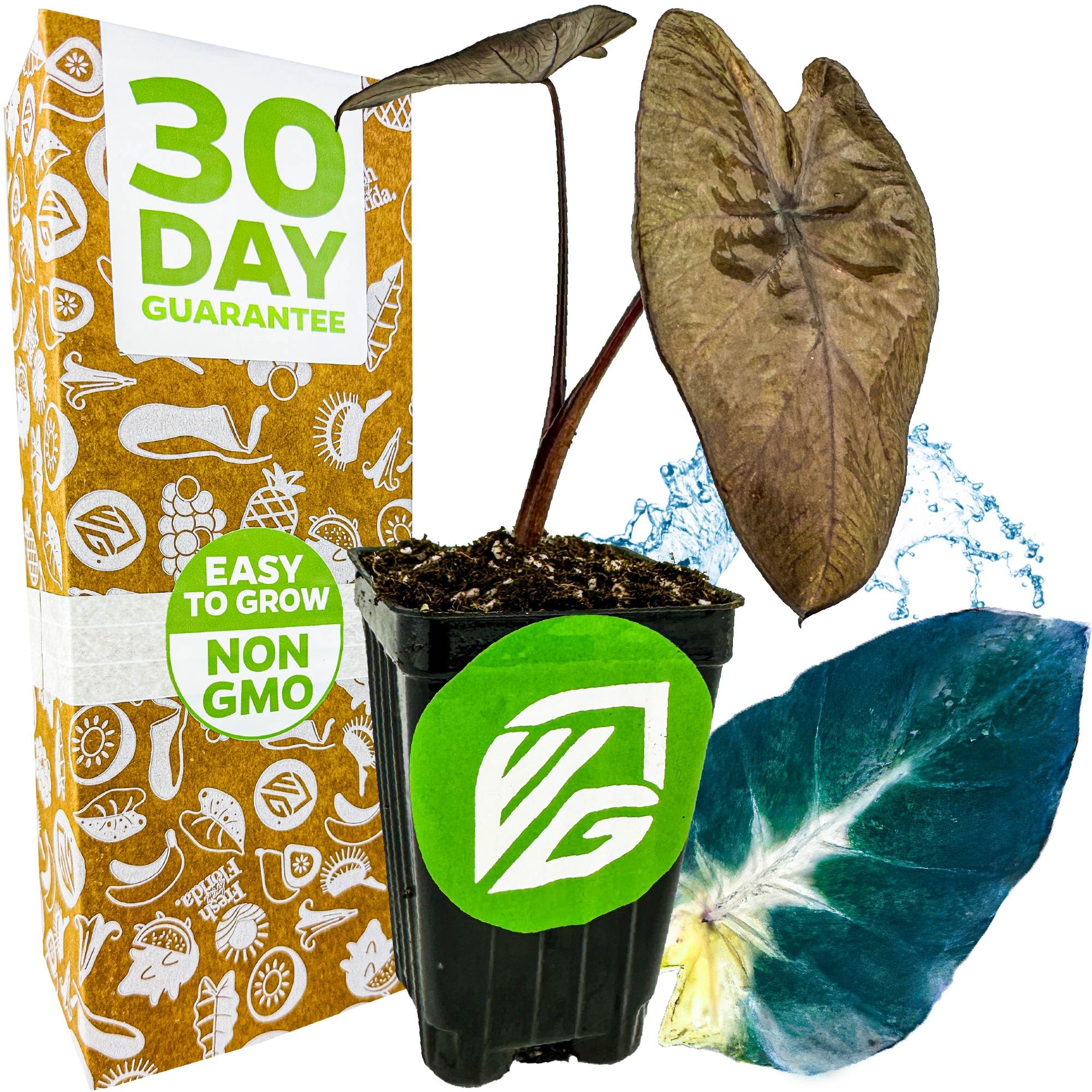 Tropical Storm Elephant Ear Live Plant - Colocasia esculenta - Wellspring Gardens Starter Plant - Growth with Cream-Colored Leaves, Unique Elephant Ear Features, Ideal for Indoor/Outdoor Gardens