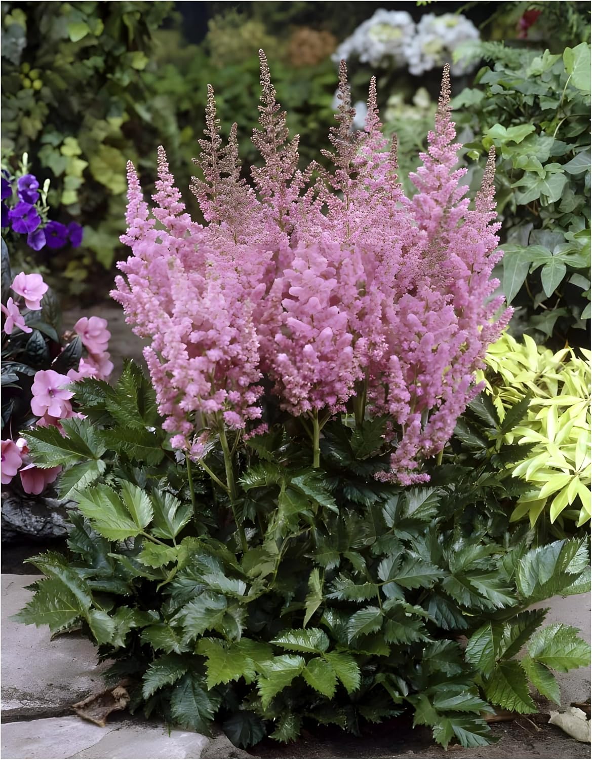 Perennials Gears 3 x Astilbe chinensis Pumila Dwarf Splendid Pear Hardy