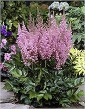Stauden Gänge 1 x Astilbe chinensis pumila (winter hardy/perennials/perennial), dwarf magnificent pig, in purple, the highlight for your garden idyll, very bee-friendly, easy to care for