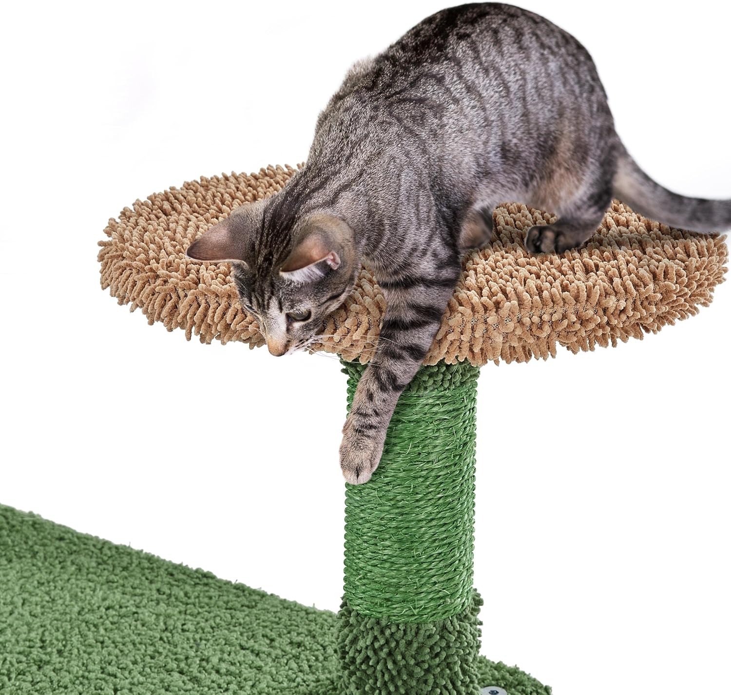 Cat on a top platform, looking down.