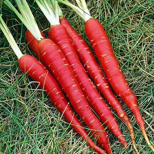 CHUXAY GARDEN Semillas de zanahoria roja de Kioto, 100 semillas, comestibles, jugosas, vegetales, sin OMG, verduras orgánicas, gran sabor