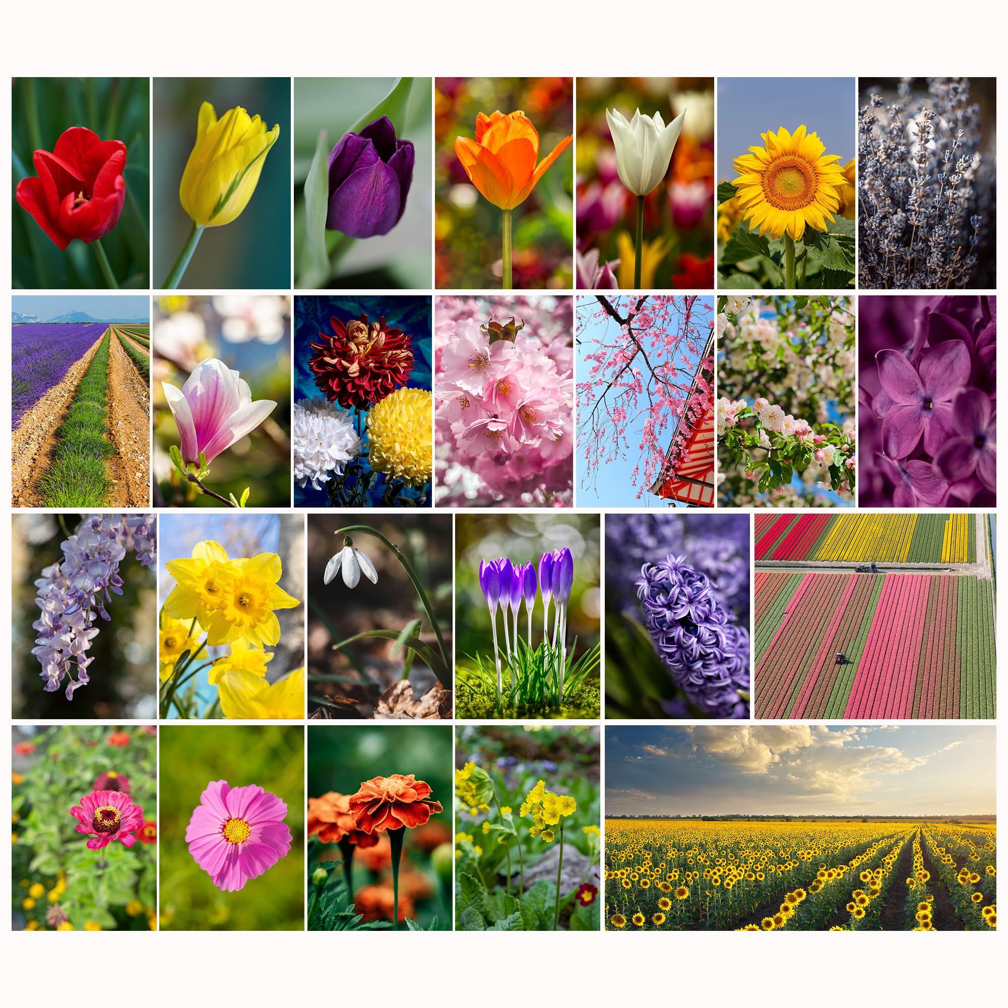 Flower Postcards Set Spring - 25 Postcards with Tulips, Sunflowers & Seasonal Flowers, Blank, DIN A6, Birthday Cards, Easter Greetings, Mother's Day & Postcrossing, Daffodils, Crocuses, Spring Flowers