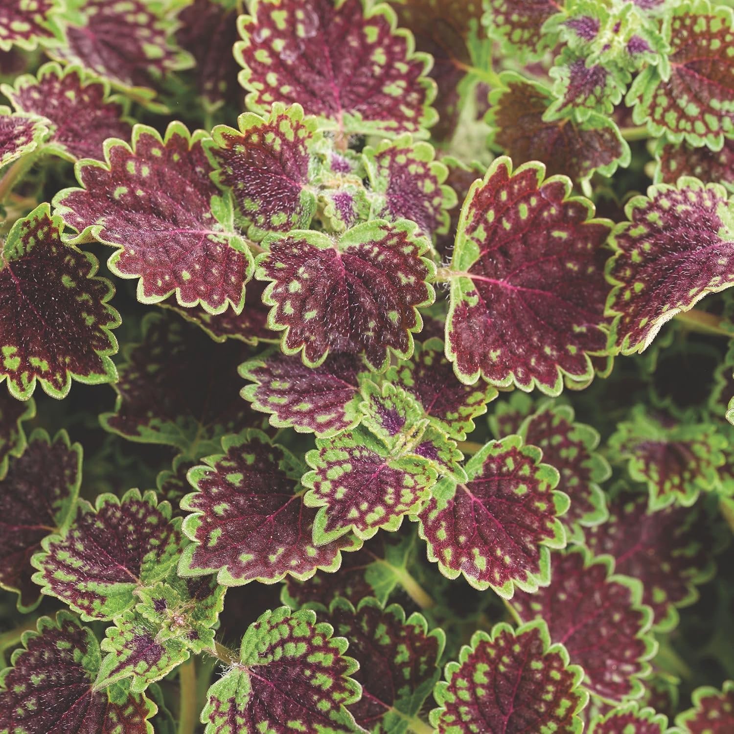 Proven Winners ColorBlaze Chocolate Drop Coleus (scutellarioides) Live Plant, Eco+ Grande, 4 Pack