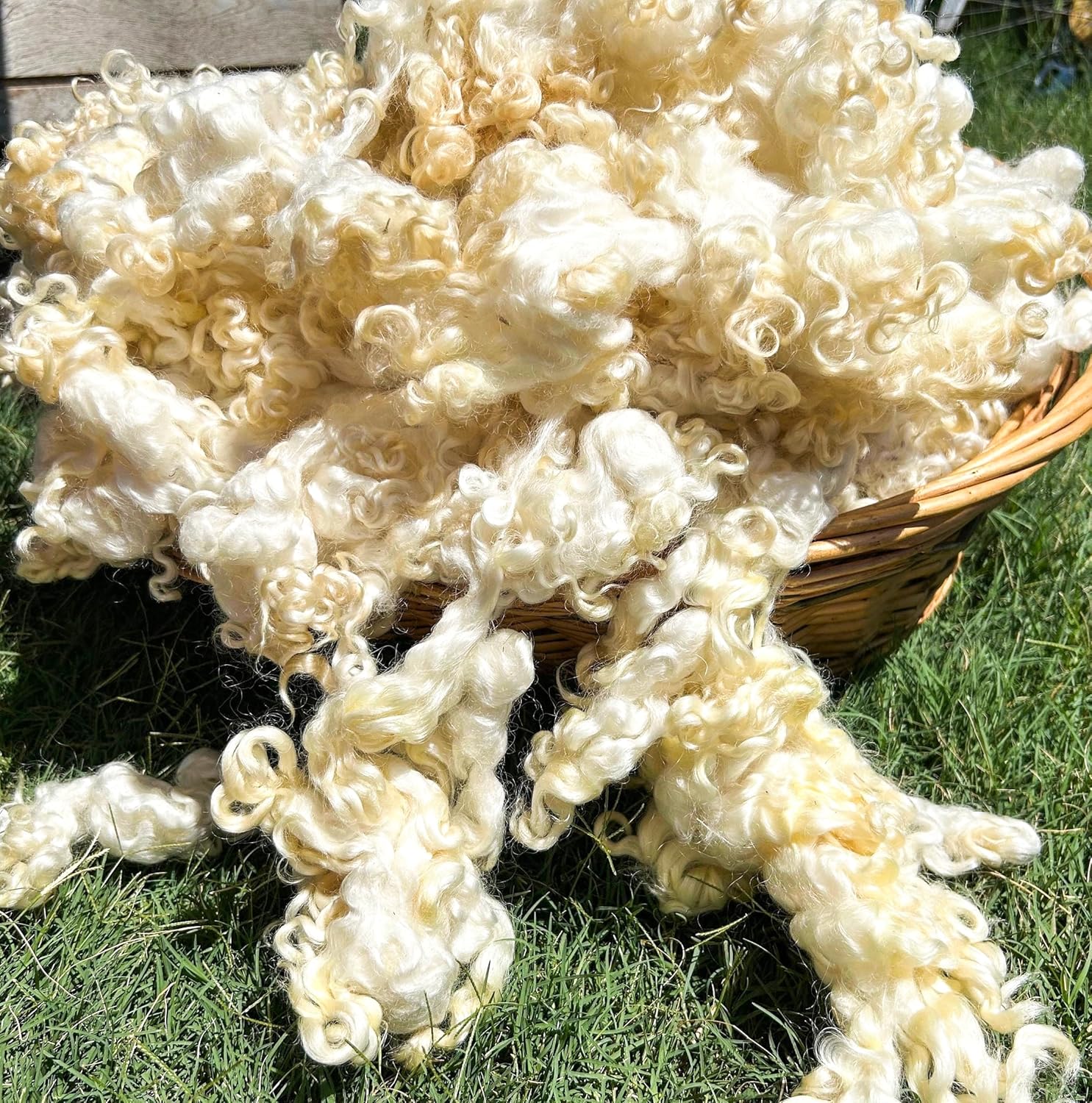 2oz Stunning Longwool Wool Locks, Wool Locks for Spinning, Curly Wool Fiber, Wool Locks for Dyeing, Premium Wool for Crafting, Soft Wool Locks, Luxurious Natural Fiber for Felting and Spinning