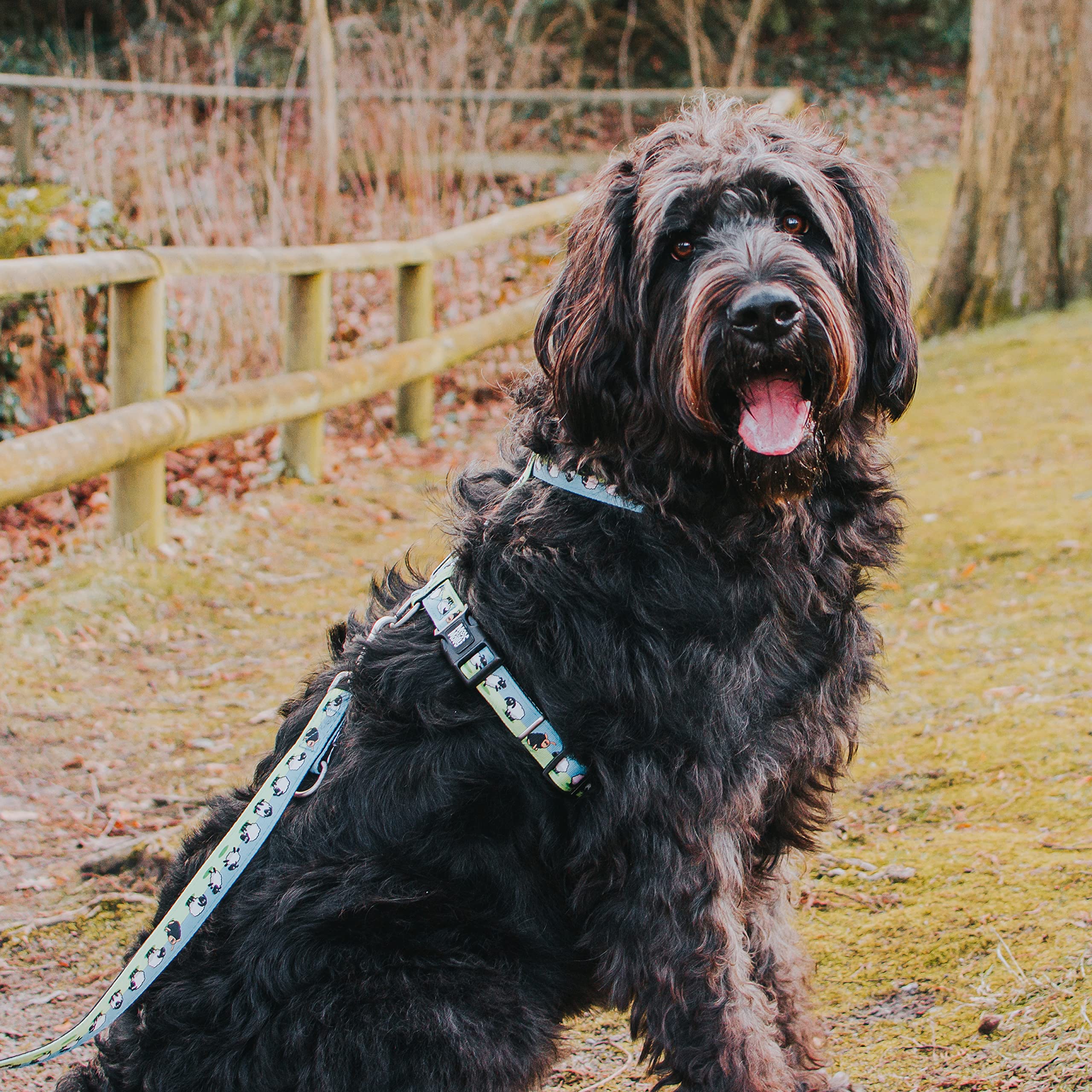 MAX & Molly – Arnés en H – Black Sheep/M