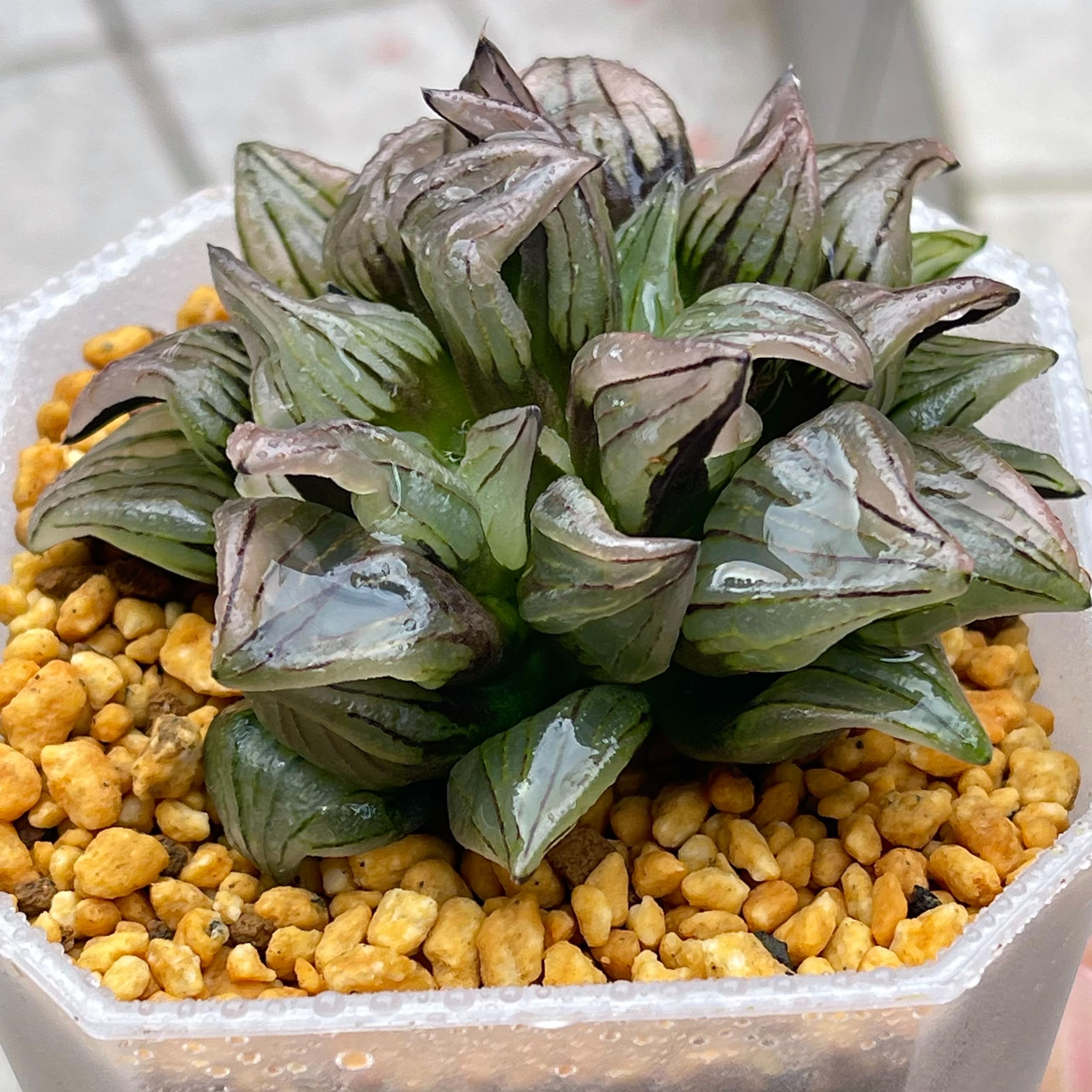 Amazon|多肉植物 ハオルチア ハオルシア アトロフスカ Amazon|多肉植物 ハオルチア ハオルシア アトロフスカ
