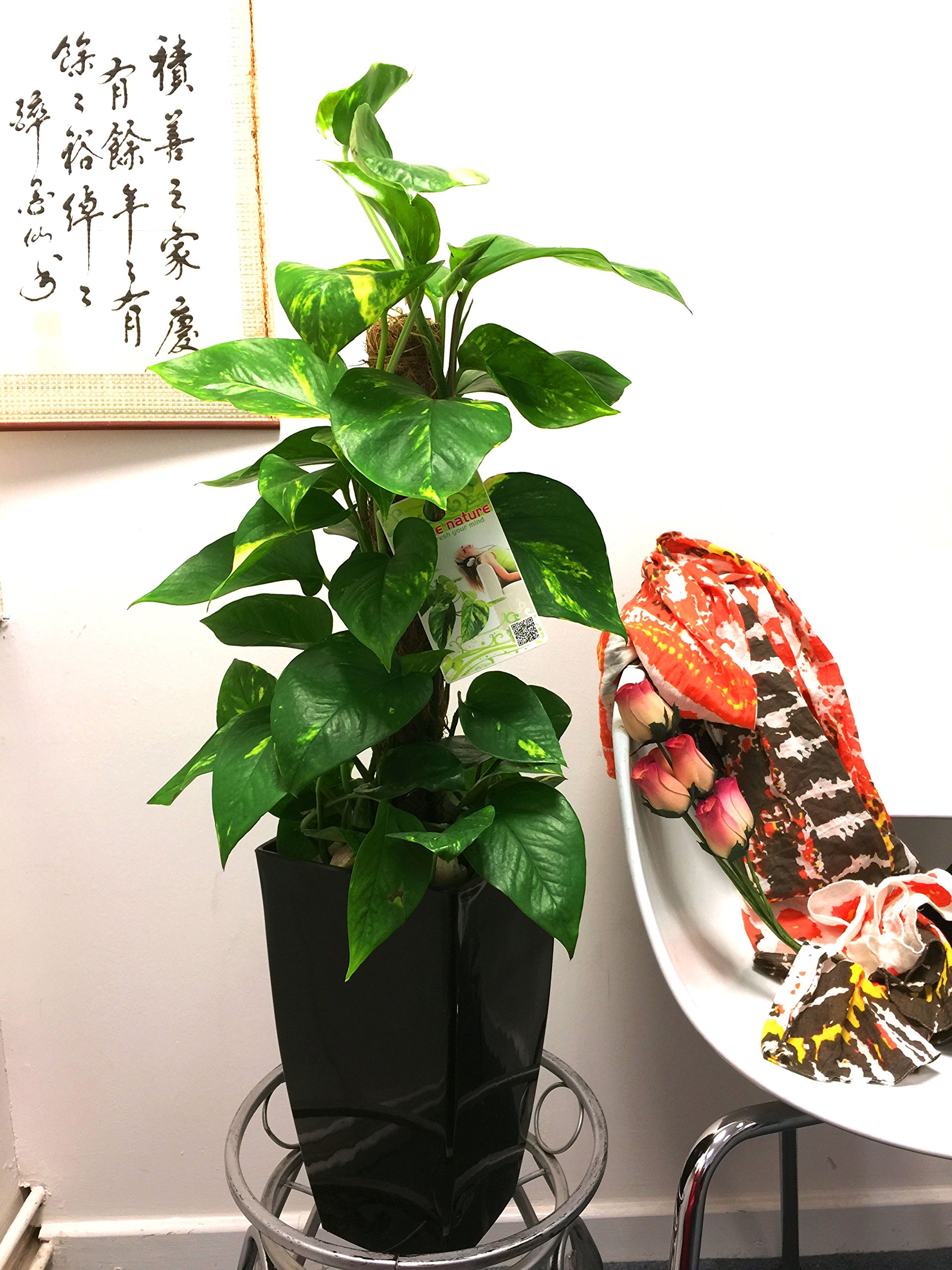 Easy Plants® Devils Ivy House Plant Golden Pothos Ivy Arum Floor Plant in Gloss Black Tall Milano Square Pot & Pebble Gravel Top Dressing