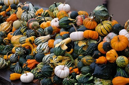 Miniatura 5 de Semillas ornamentales de mezcla de calabaza gigante, vegetales tradicionales para plantar 10 semillas decorativas únicas sin OMG