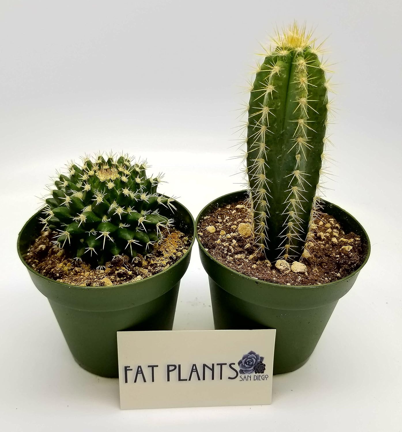 Fat Plants San Diego Cactus Plants. Variety Package of Indoor or Outdoor Cacti Plants for Gardens, Home Decor or Gifts (2)