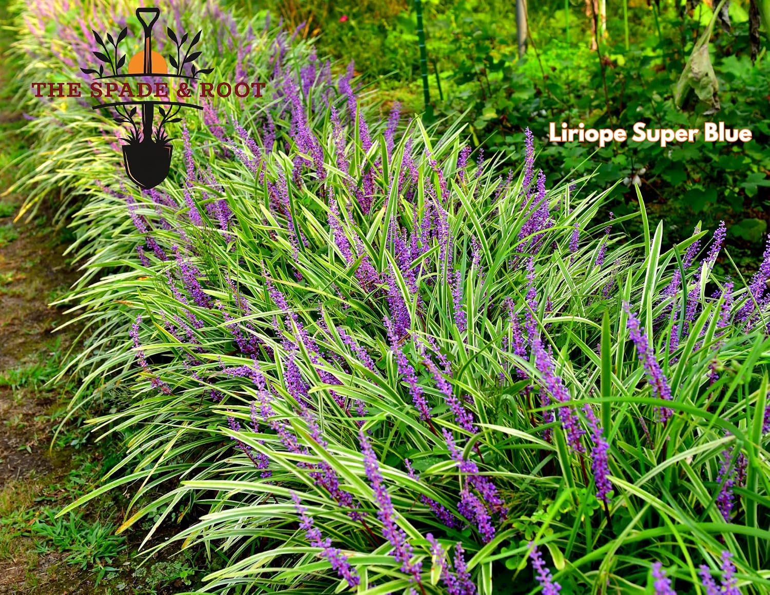Liriope, Super Blue Liriope Muscari, Monkey Grass, 18 Live Plants, Evergreen Ground Cover, Drought and Deer Resistant Perennial Border Grass