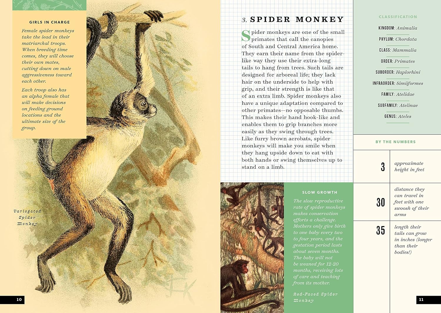 The Little Book of Animals of the Rainforest: A Guide to Life in Earth's Most Diverse Ecosystem (Little Library of Natural History)
