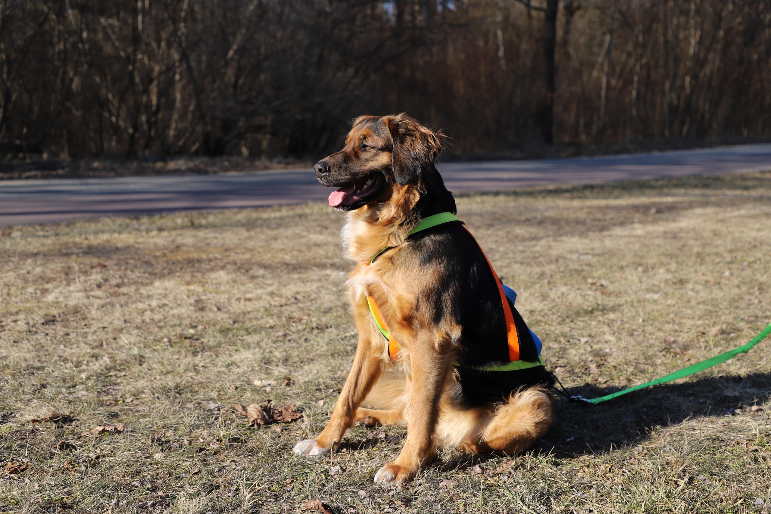 Dingo 15082 - Arnés para perros Active Sled Sydney con banda izquierda, verde, derecha, naranja, espalda azul, Canicross Bikejoring o Skijoring, talla XXL